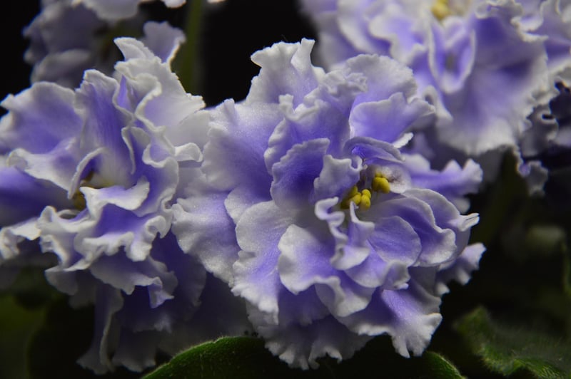 African Violet