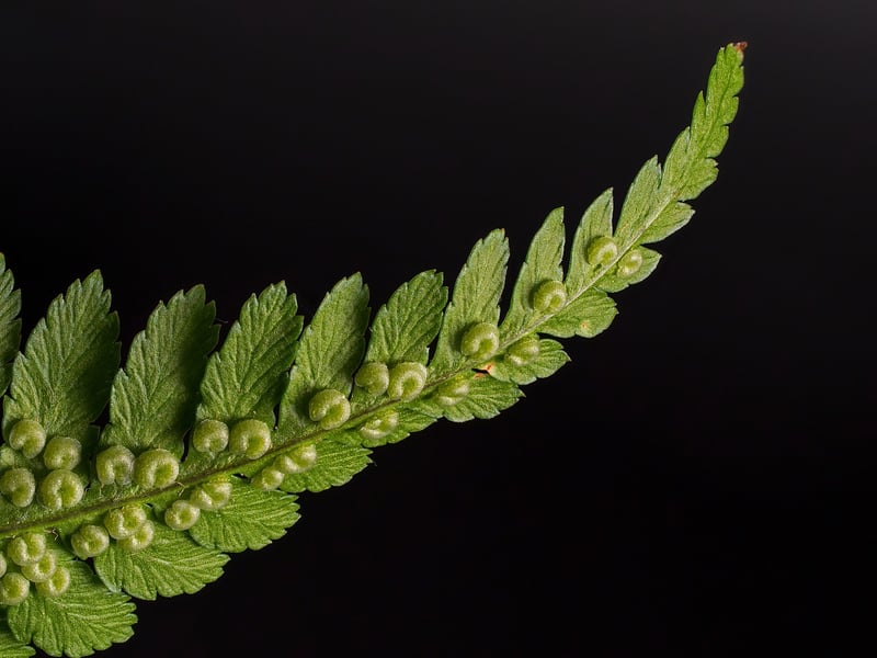 Boston Fern