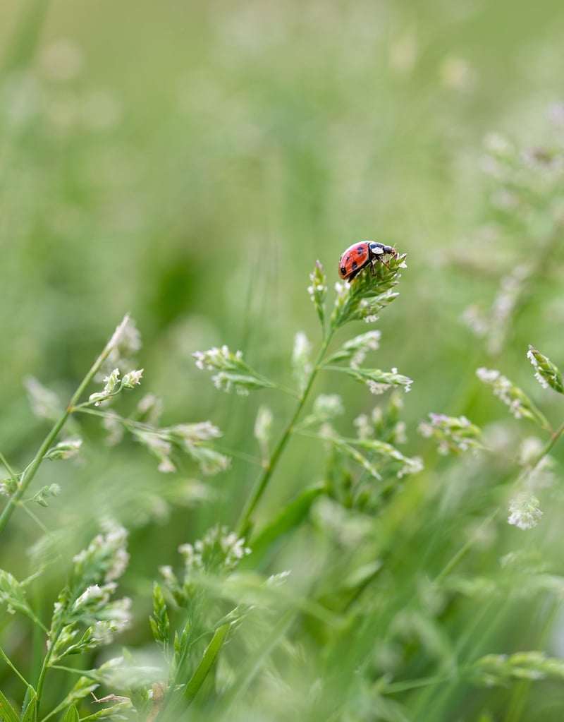 Ladybug on a leaf