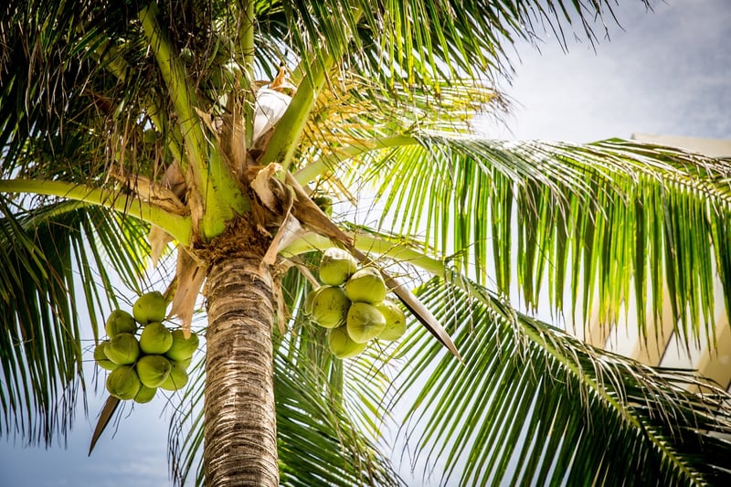 Parlor Palm