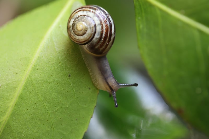 Snail in the garden